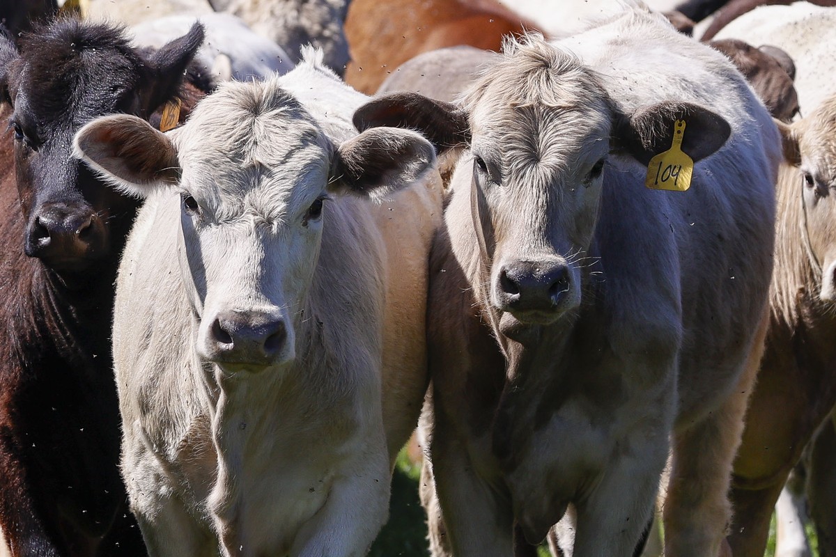 epa11255967 Cows huddle together at a cattle farm in Austin, Texas, USA, 02 April 2024. According to the US Department of Agriculture (USDA), dairy cows at farms in several US states have fallen ill w ...