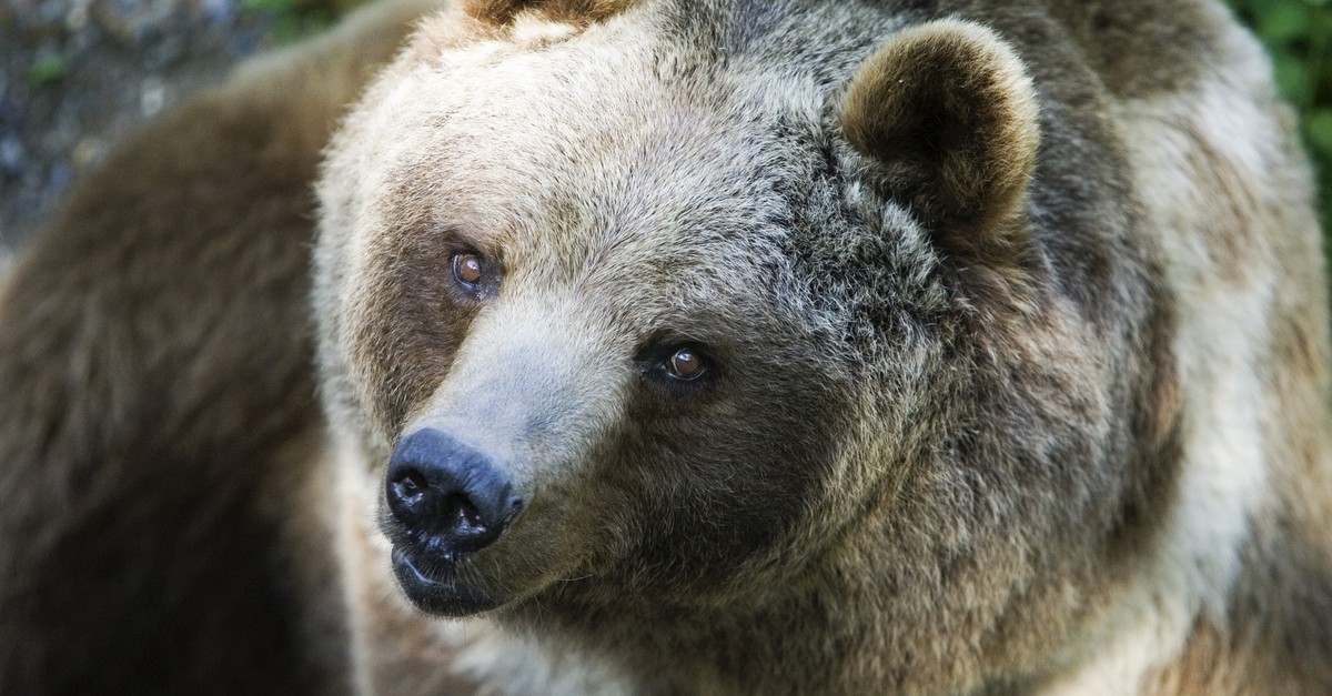 schweizer-forscher-entwickeln-gesichtserkennungsprogramm-f-r-b-ren