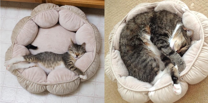 15 Katzen, die ihre Fotos aus Kinder- ... äh ... Kätzchen-Tagen nachstellen 