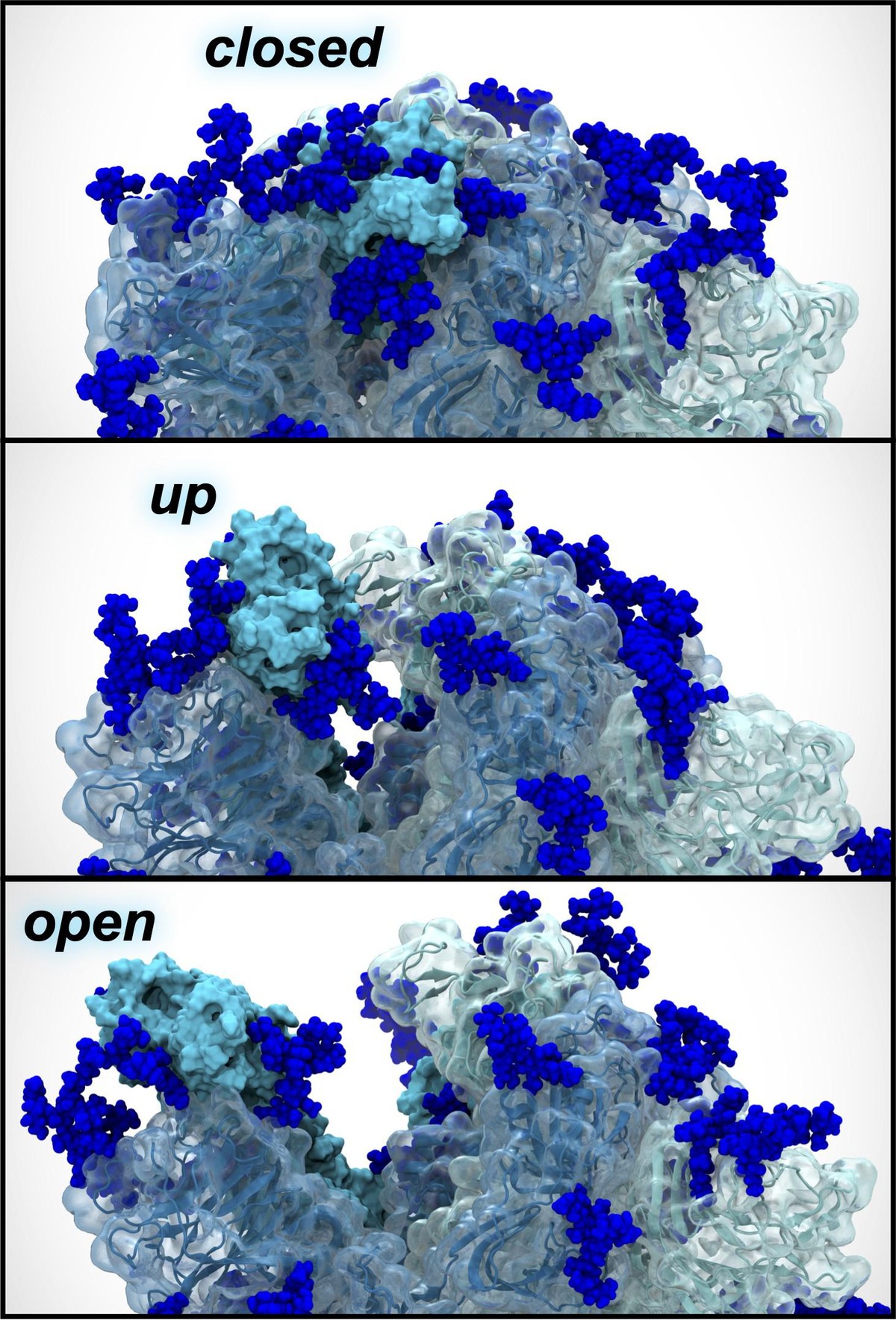 Snapshots of the "closed," "up," and "open" states for the Delta spike protein.