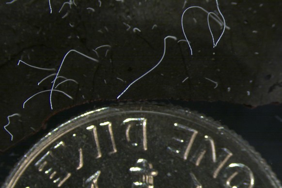 This microscope photo provided by the Lawrence Berkeley National Laboratory in June 2022 shows thin strands of Thiomargarita magnifica bacteria cells next to a U.S. dime coin. The species was discover ...