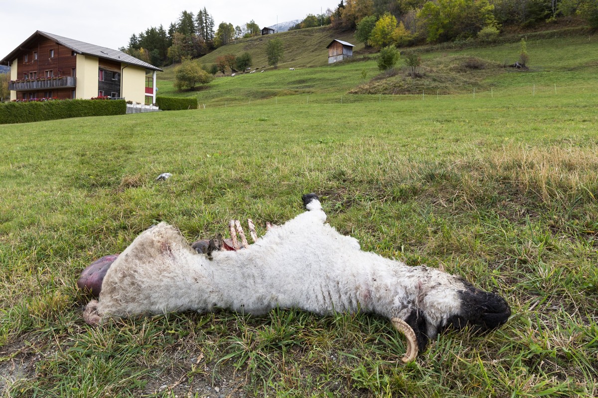 Ein vom Wolf gerissenes traechtiges Walliser Schwarznasenschaf an der Kantonsstrasse, in Eischoll, Wallis, am Dienstag, 14. Oktober 2014. Der Schaefer Rudolf Amacker legte das am vergangenen Morgen ge ...