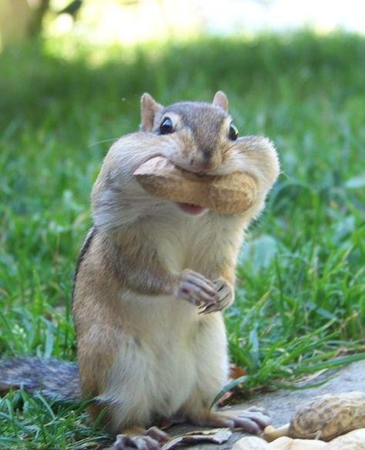 cute news tier hörnchen

https://www.reddit.com/r/illegallysmolanimals/comments/1piqtri/caught_in_the_act/