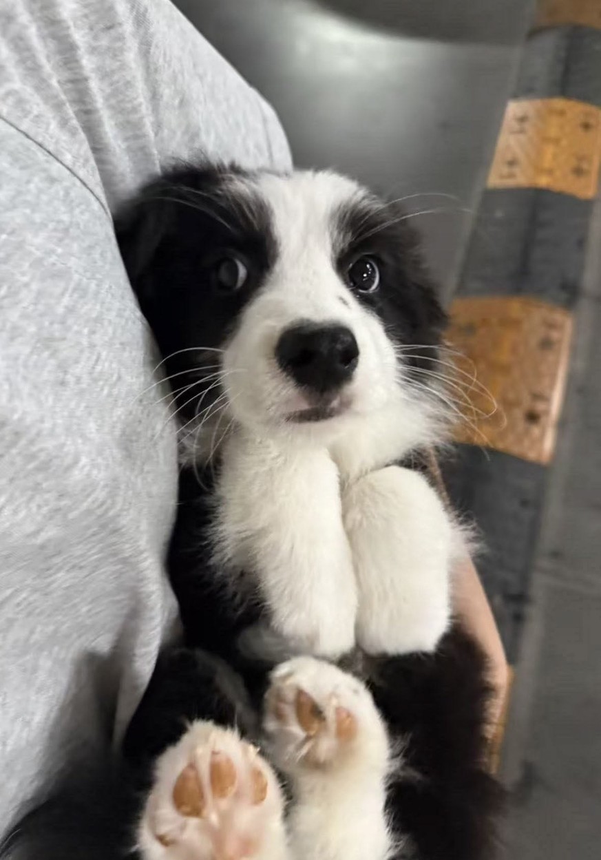 cute news tier hund

https://ch.pinterest.com/pin/819725569719782695/