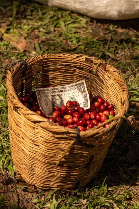 Einen Dollar erhält der Arbeiter pro Körbchen gepflückter Kaffee-Kirschen.