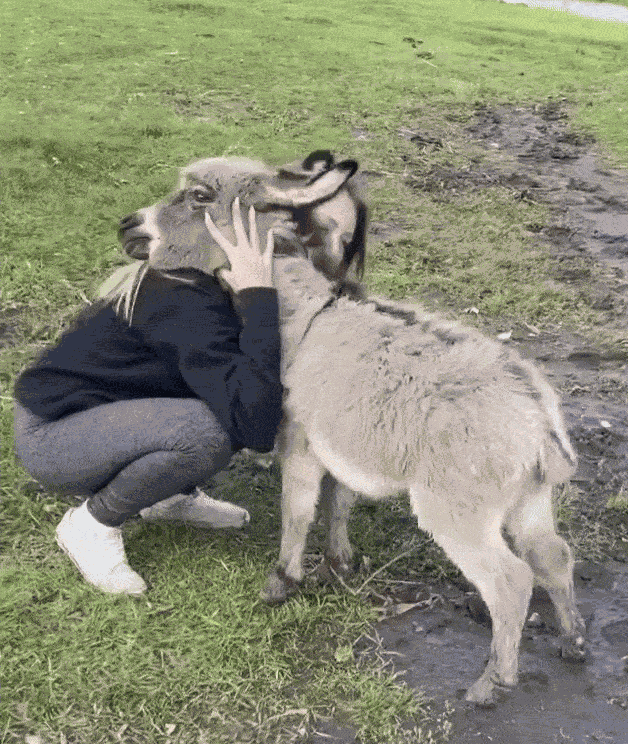 Animiertes GIF
