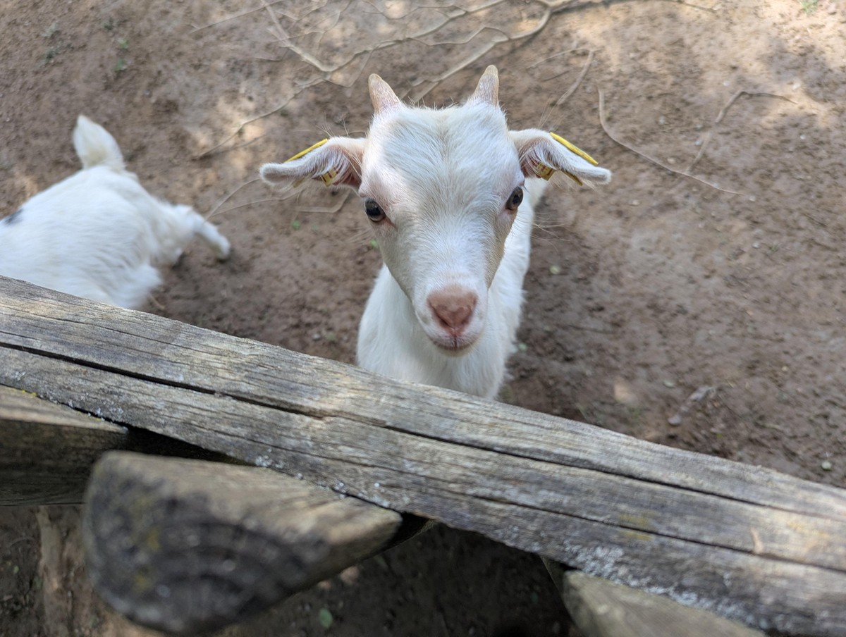 cute news tier ziege

https://www.reddit.com/r/babygoats/comments/1w94ljh/baby_goat_at_tierwelt_herberstein/