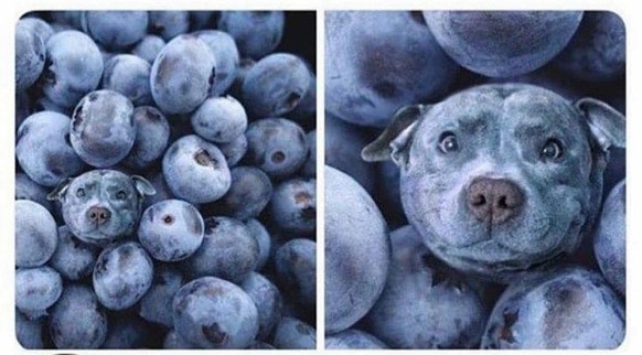 Und heute in deinem Glﾃｼckskeks: 1 ganzer PICDUMP! 脂\nA berry berry good boy