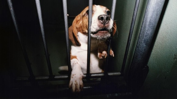 Ein Beagle wird am 22. Mai 1997 nach einer Versuchsreihe eines Basler Pharmakonzerns an den Tierschutzverein uebergeben. Die Tierversuche in der Schweiz sind 2002 erneut angestiegen. Abgenommen habe d ...