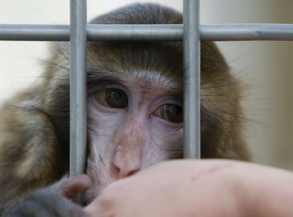 Primat hinter Gittern.