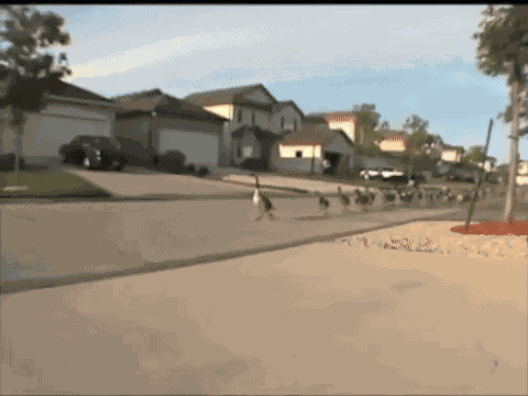 Animiertes GIF