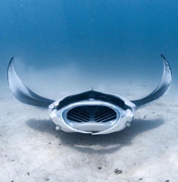 Wunderschöner Manta in der Karibik.