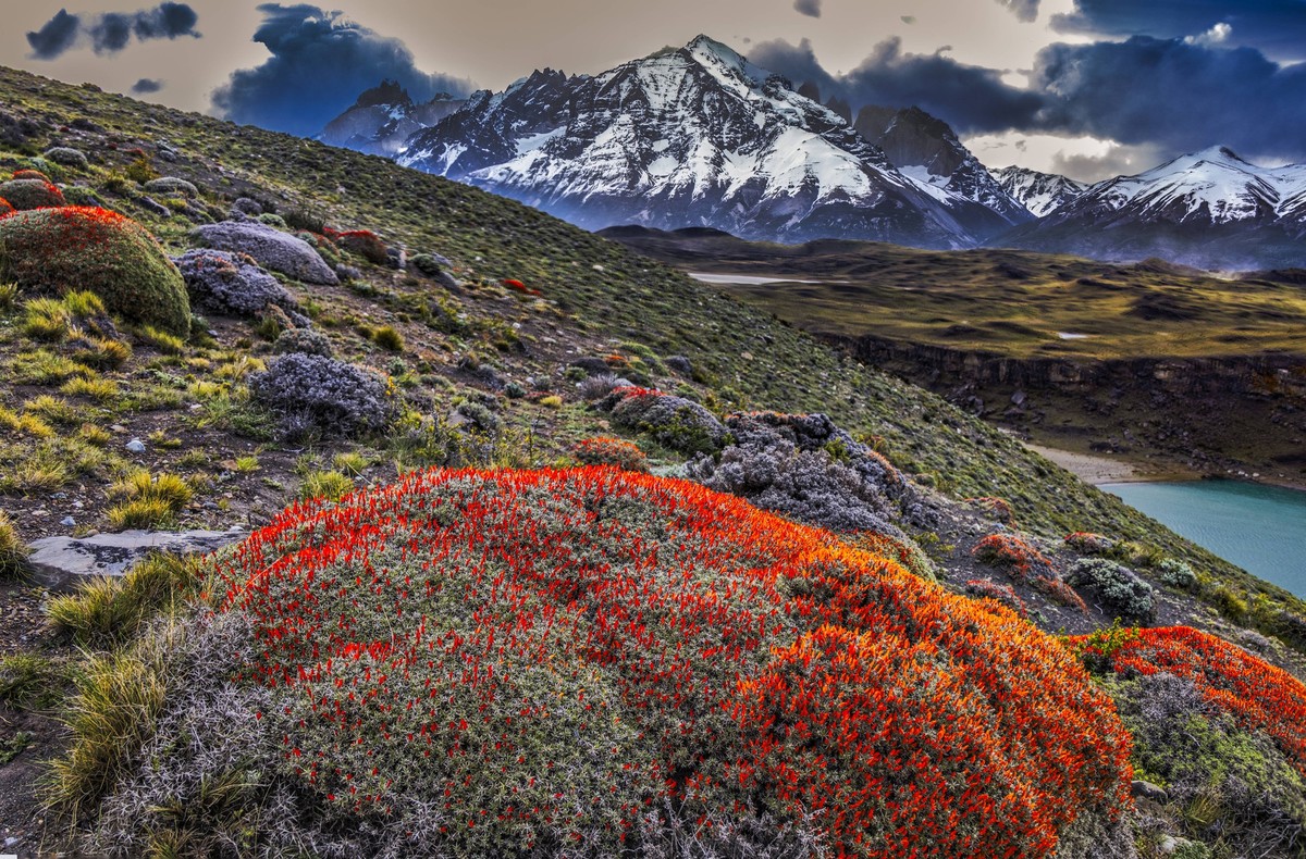Torres del Paine guanaco plant, Chile PUBLICATIONxNOTxINxUSAxCANxMEX Copyright: xJohnxFordx/x SA05 JFO0035