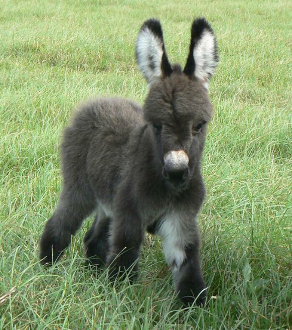 nice news animal donkey https://imgur.com/t/aww/ldo9pbj