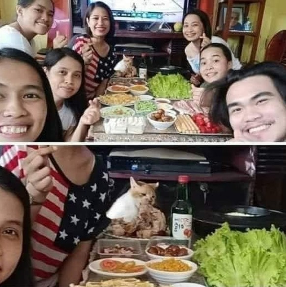 Cat steals food from table during selfie