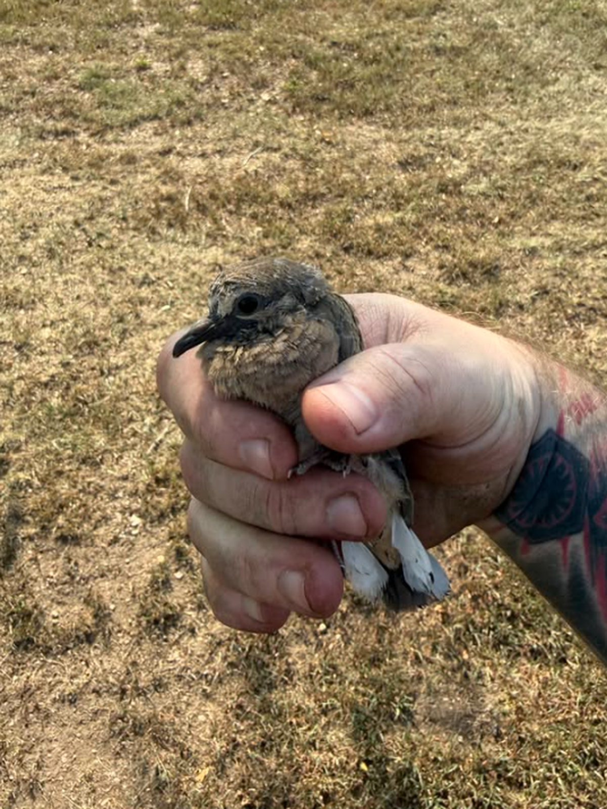 Kleiner Vogel gerettet

https://www.threads.com/share/BCLZWyYi-I/