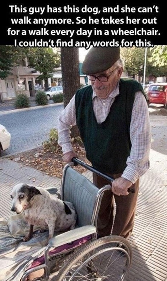 L'homme qui promène quotidiennement son chien paralysé sur une chaise roulante.