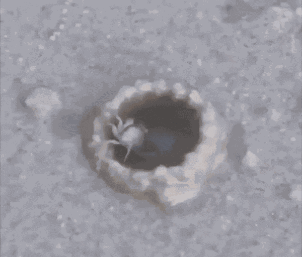 Animiertes GIF