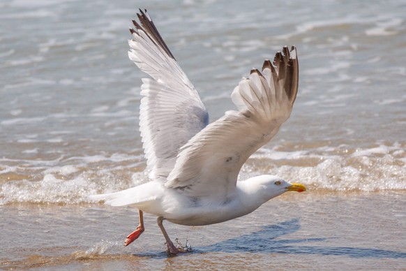 epa10681565 A seagull takes off on the beach of the North Sea in Blankenberge, Belgium, 09 June 2023. The Belgian coast is expected to warm up over the coming weekend.  EPO/OLIVIER MATTHYS