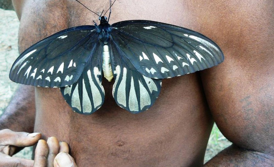 Der Königin-Alexandra-Vogelfalter (Ornithoptera alexandrae) ist ein Schmetterling aus der Familie der Ritterfalter (Papilionidae). 
https://theecologist.org/2017/sep/27/survival-worlds-largest-butterf ...