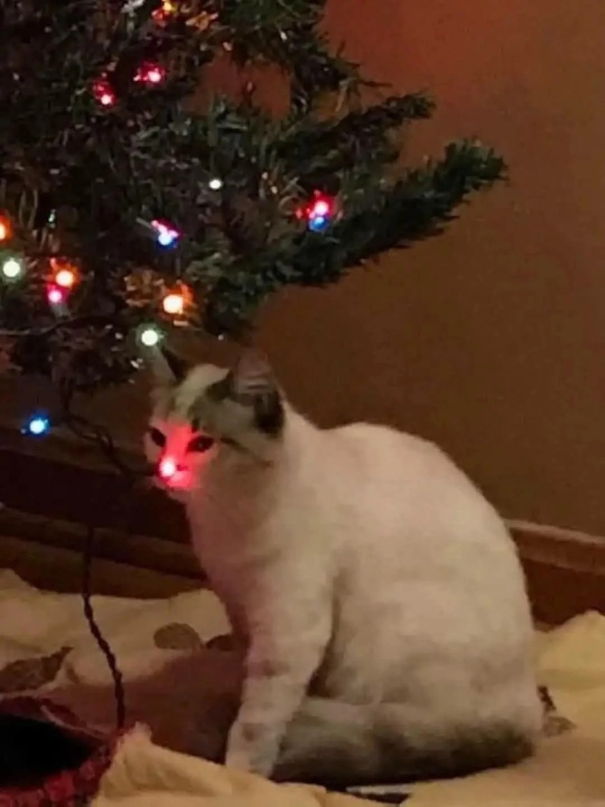 cute news tier katze

https://www.instagram.com/p/DRitMNFjtHm/
