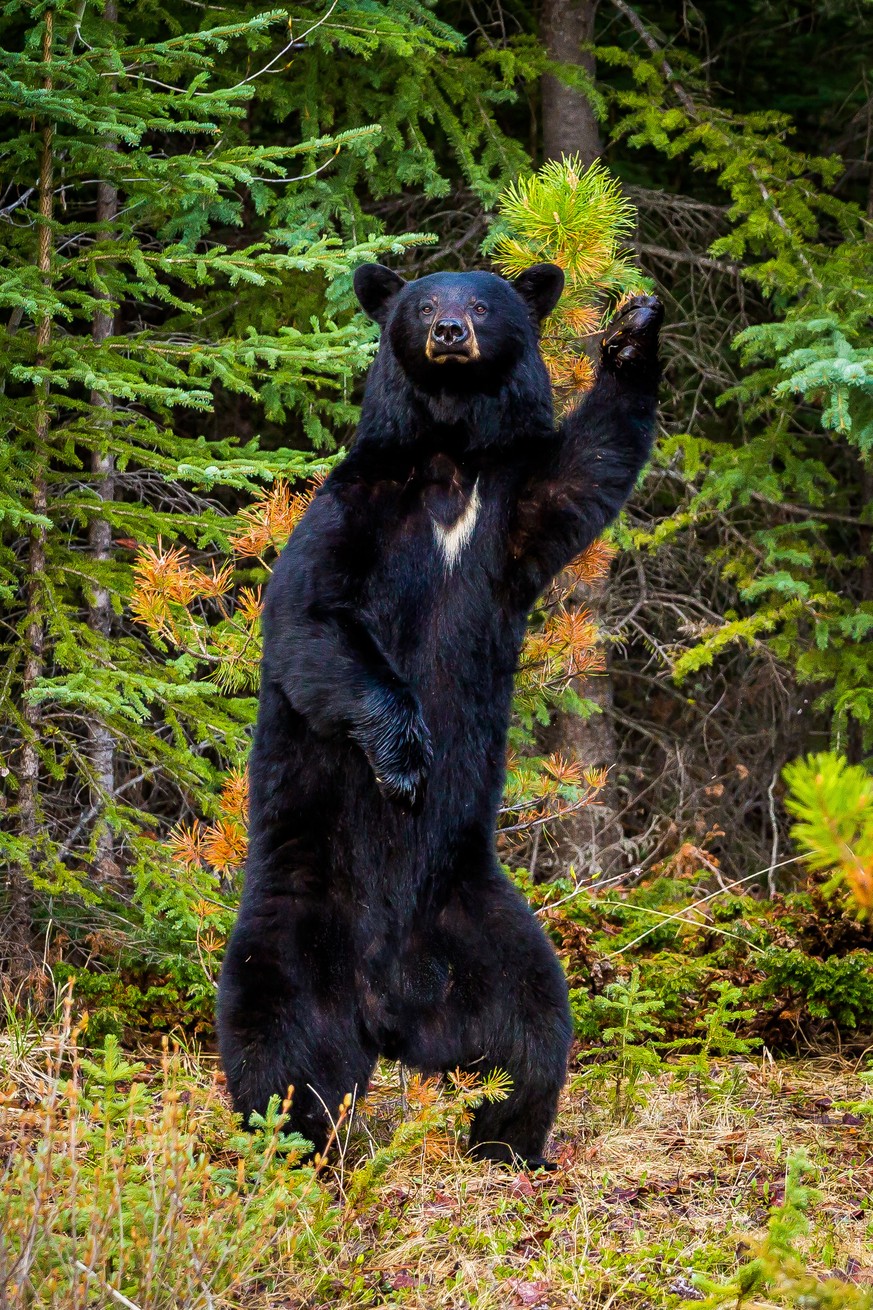 The Comedy Wildlife Photography Awards 2017
Chris Martin
Redwood Meadows
Canada

Title: Disco Dancer
Caption: A black bear shows off his disco move in the forest.
Description: A black bear (Ursus amer ...