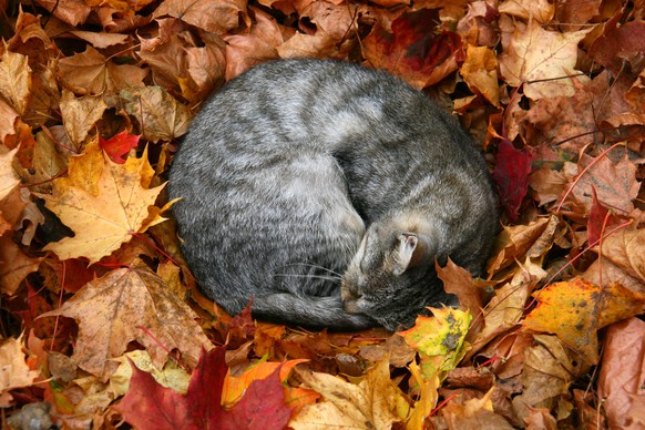 Schöne Katzen im Herbst mit viel Laub