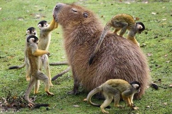 cute news tier capybara

https://www.reddit.com/r/NatureIsFuckingLit/comments/15fp0bv/capybara_with_monkeys/