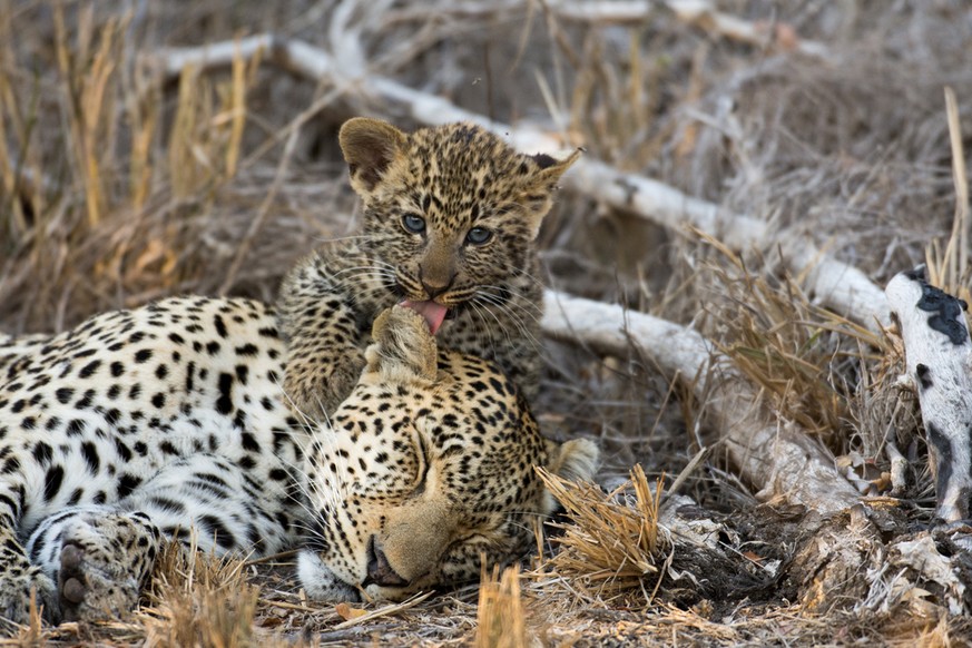 leopard mit baby