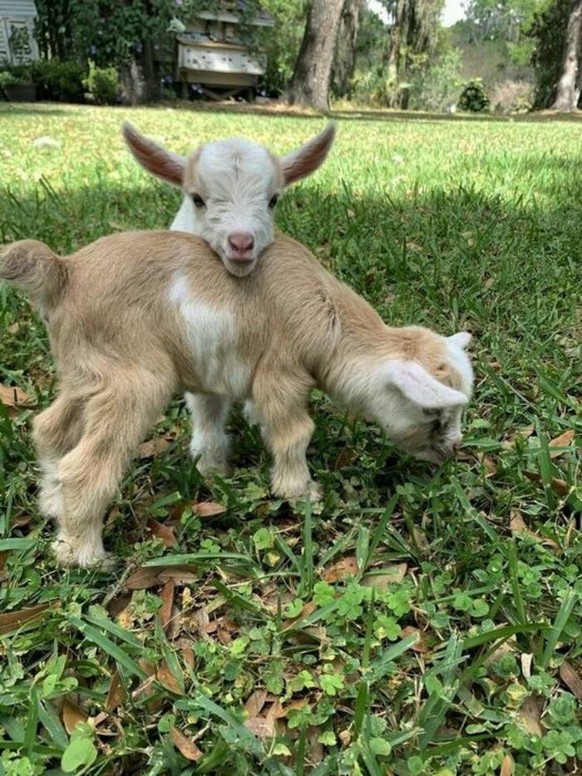 cute news animal tier goat ziege

https://www.boredpanda.com/cute-goats/
