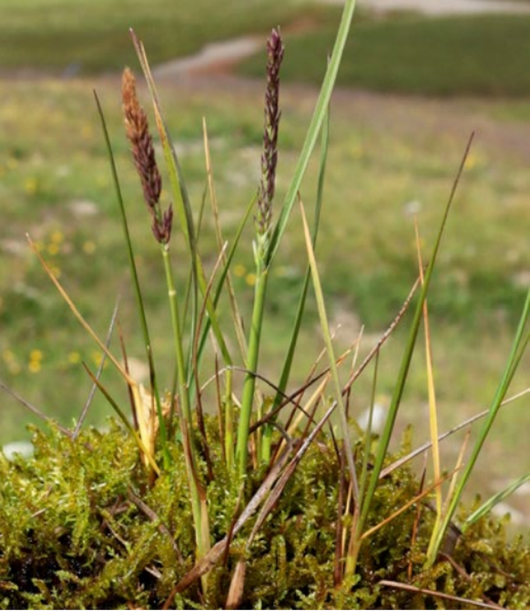 Calamagrostis lonana