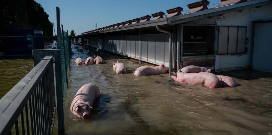 A group of pigs make their way through the water.