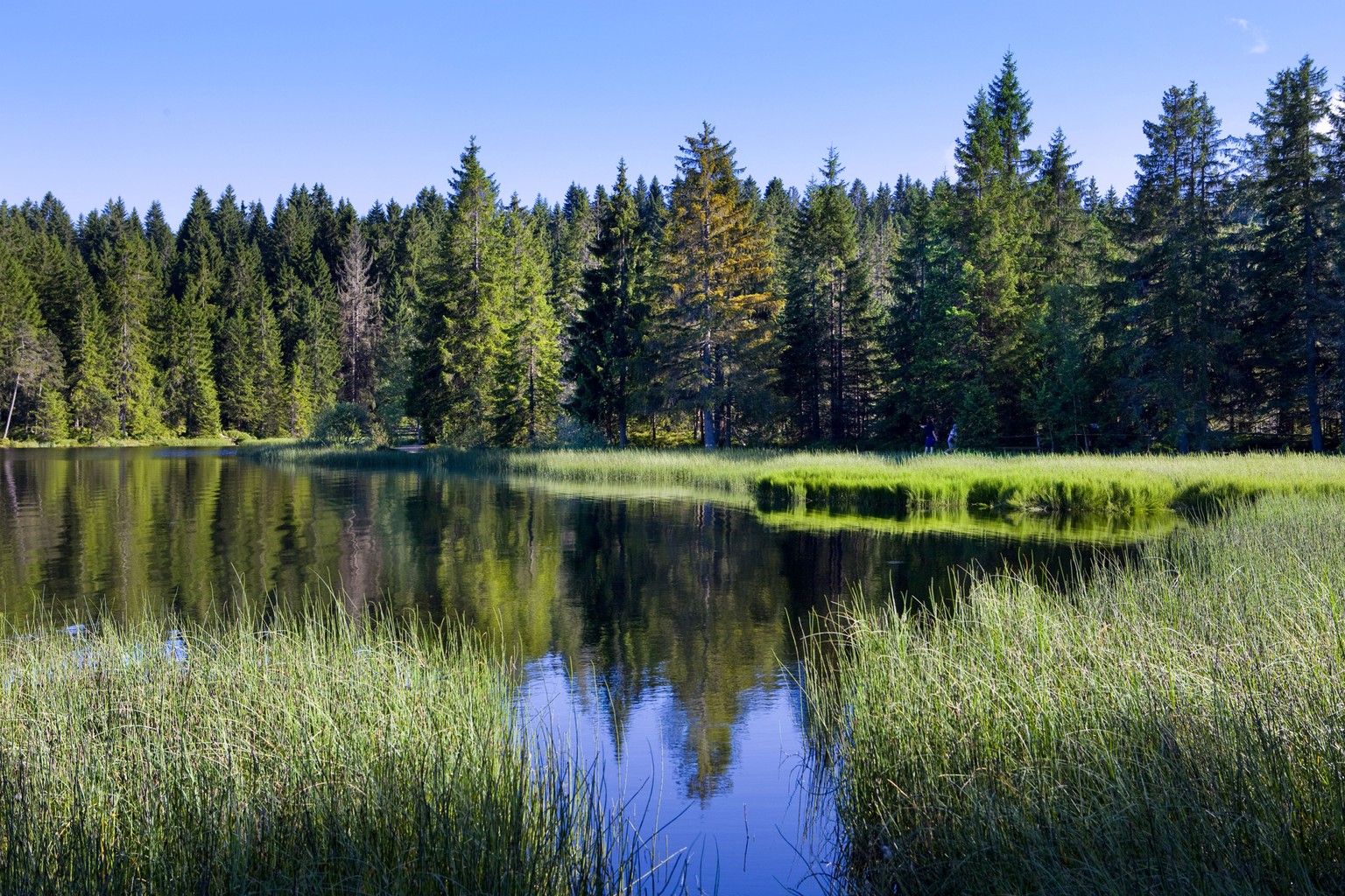 ZUR HERBSTSESSION DER EIDGENOESSISCHEN RAETE VOM MONTAG, 12. SEPTEMBER, BIS FREITAG, 30. SEPTEMBER 2016, STELLEN WIR IHNEN FOLGENDES BILDMATERIAL ZUR VERFUEGUNG - Pine trees and a moor border the smal ...