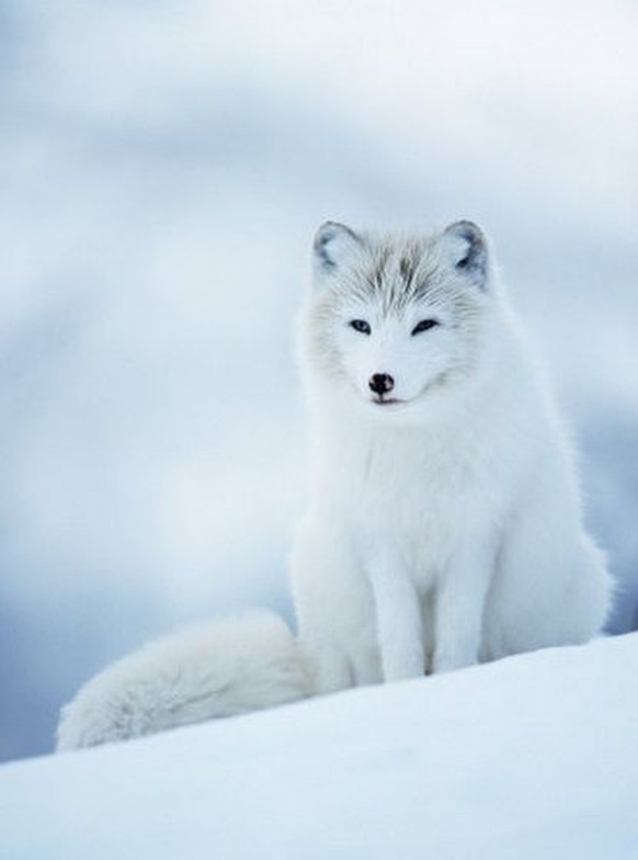 Polarfuchs
https://www.pinterest.com/pin/402438916671938577/