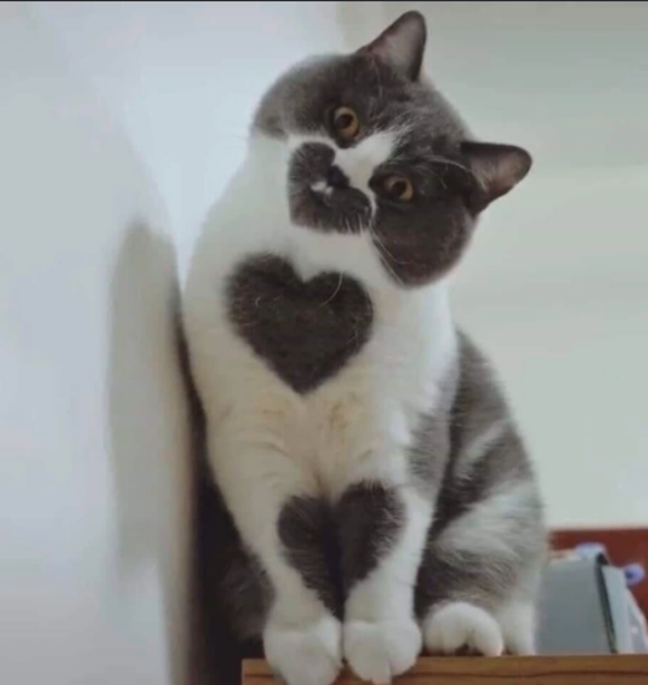 cute news animal tier katze cat

https://imgur.com/t/cute_news/6fIooGP