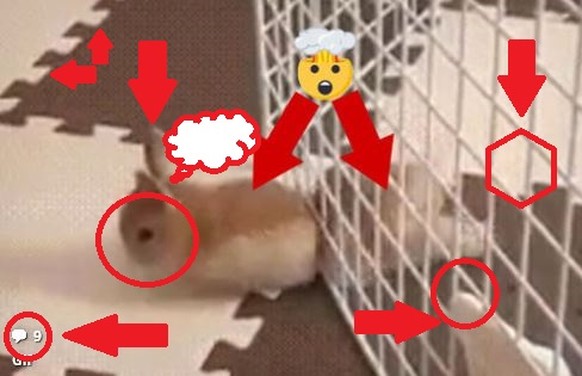 Diese 17 GIFs beweisen, dass Tiere wahre Ausbrech-Akrobaten sind
Mal so am Rande:
Wieso setzt Watson so oft diese Clickbait Bilder über die Artikel rein?
Also diese Bilder mit zig Kreisen und Pfeile ...