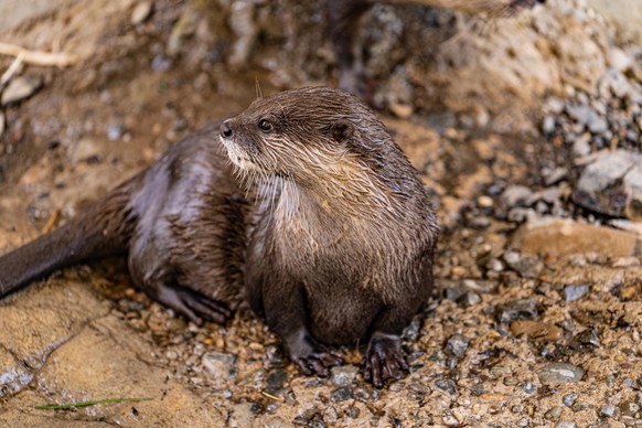 cute news tier otter

https://www.reddit.com/r/Otters/comments/yvv8nw/an_incredibly_cute_otter_i_saw_at_the_zoo/