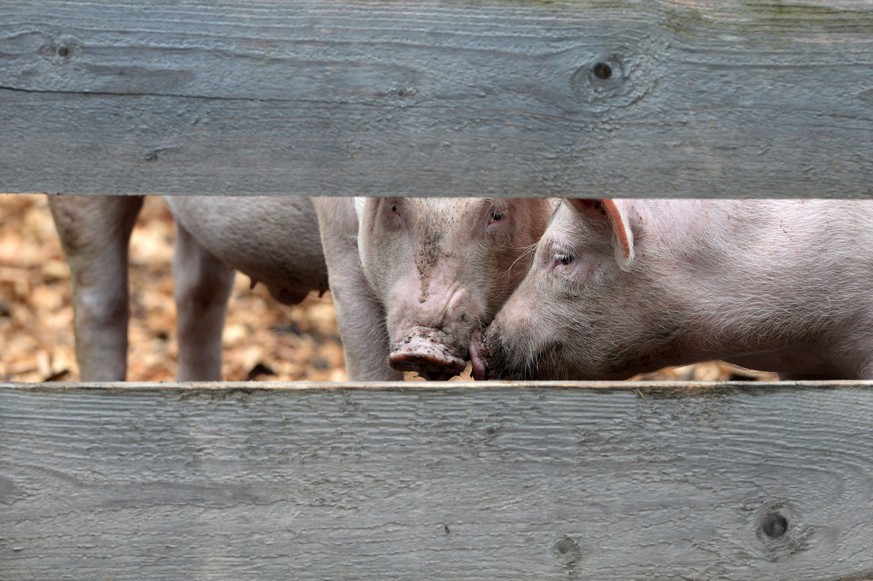Zwei Schweine in ihrem Auslaufstall im Landschaftsmuseum Ballenberg, aufgenommen am Montag 7, Juli 2014. (KEYSTONE/Urs Flueeler)

Two pigs pictured in the Open-Air Museum Ballenberg in Balenberg, Sw ...