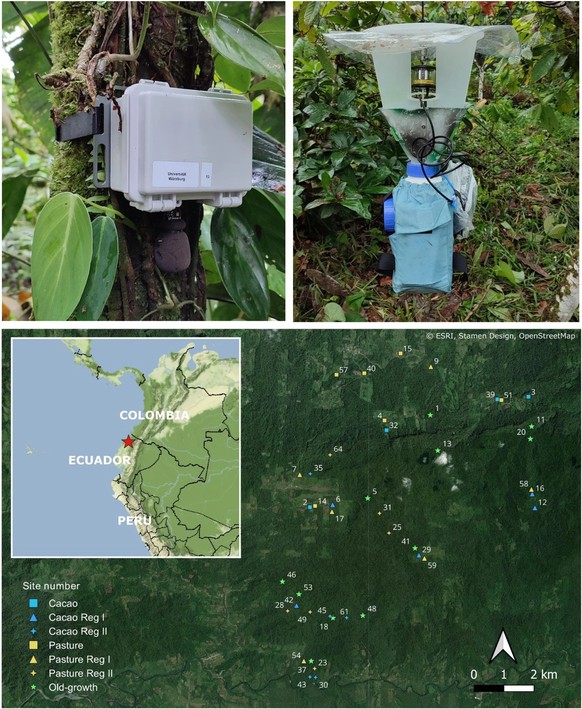 AI determines biodiversity based on sounds