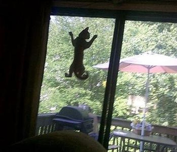 Spider Cat
http://imgur.com/gallery/yFvWdg2