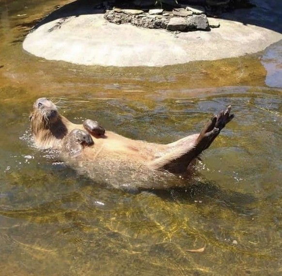 cute news tier capybara

https://ch.pinterest.com/pin/1121888957184766756/