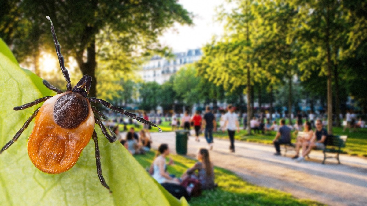 aller s'asseoir ou s'allonger dans un parc au centre ville en Suisse romande n'est pas sans risque de se faire piquer par des tiques.