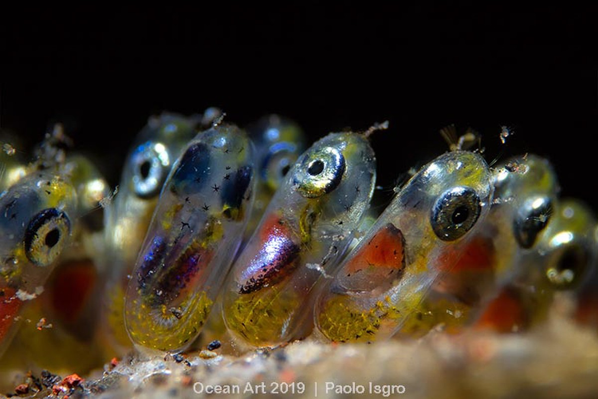 «Clownfish Eggs».