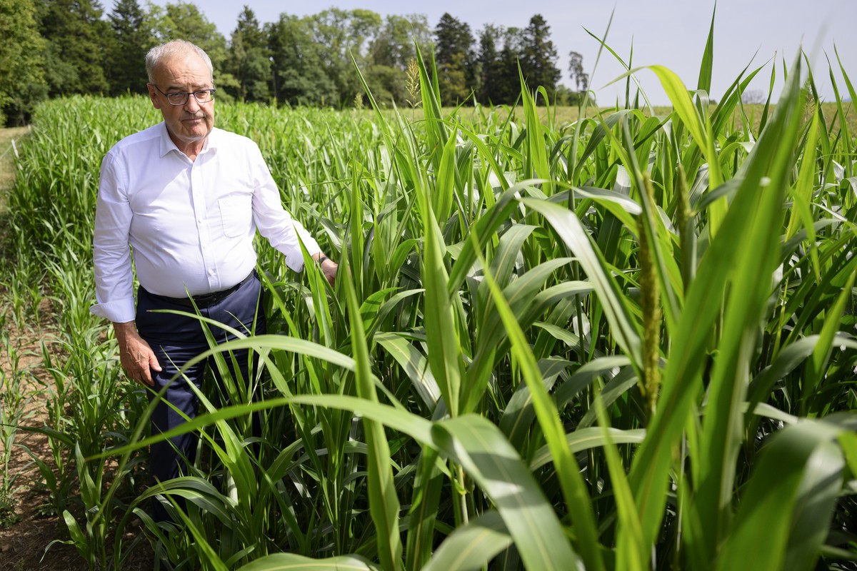 KEYPIX - Le conseiller federal et president de la Confederation Guy Parmelin observe dans un champs du Sorgho fourrager, plante resistante a la secherresse pour le fourrage du betail, lors d'une  ...