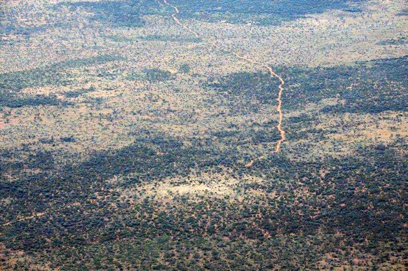 Australische Ameisen, auf diesem Bild kaum zu sehen, können Leben retten.