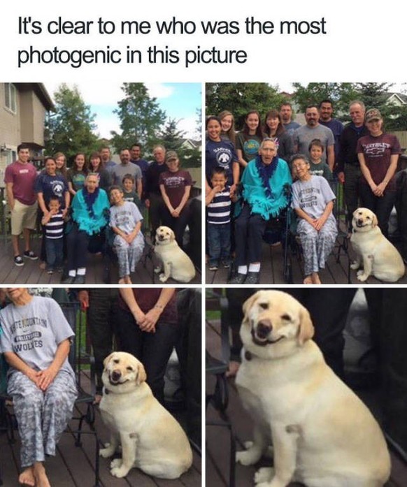 Lustige Tier-Memes