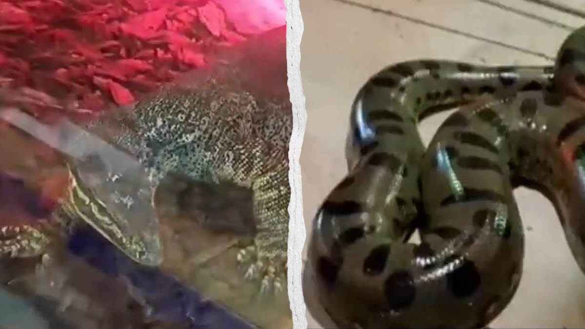 Italie: saisie d'anacondas, de pythons et de boas