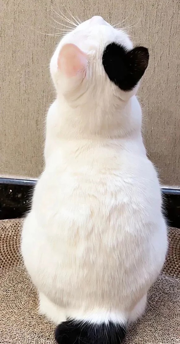 cute news tier katze

https://ch.pinterest.com/pin/1121888957209557416/