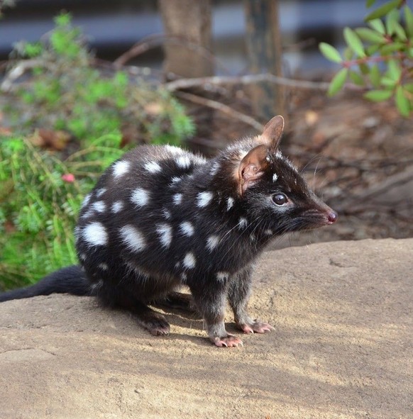 tüpfbeutelmarder

https://ch.pinterest.com/pin/1121888957184400694/