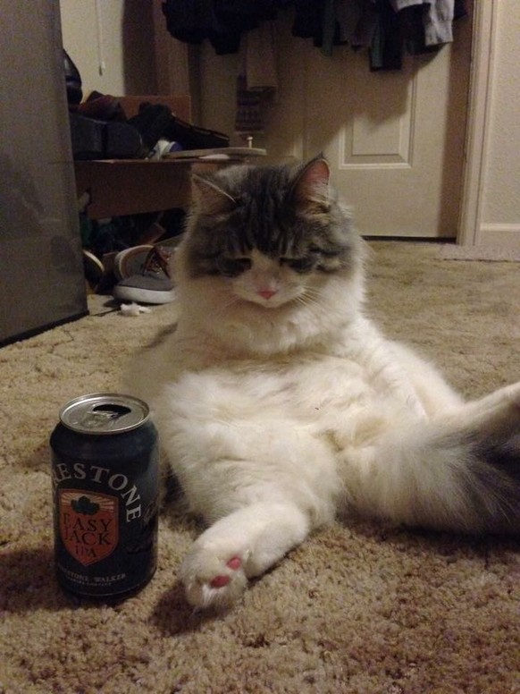 Katze und Bier
https://imgur.com/gallery/fzd8I